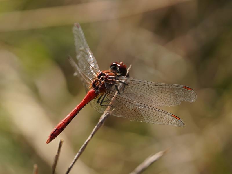 Blutrote Heidelibelle